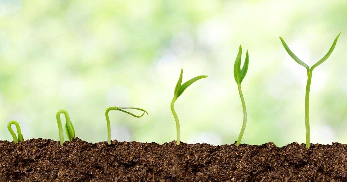 Several seedlings sprouting from soil, in various stages of emergence